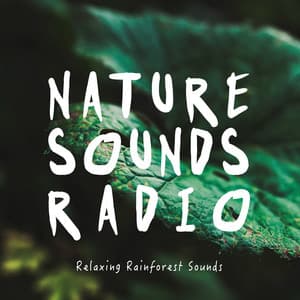 Relaxing Rainforest Sounds - Nature Sounds Radio