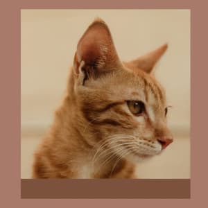 Echoes of Sitting Back Cats - Cat Music Hour