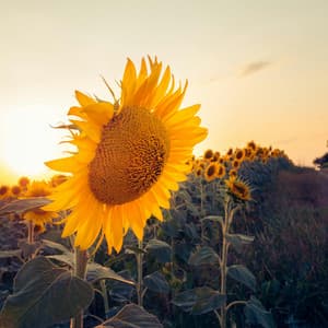 100 Zen: Euphoric Vibes - 16 Bit Serenity