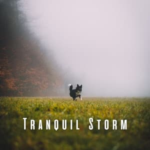 Tranquil Storm: Piano Symphonies for Doggy Harmony - Ultimate Piano Relaxation