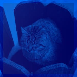 Music for Cats Jukebox - Cat Music Studio