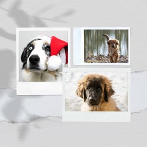 Music for Sweet Pups - Playful Smooth Jazz - Dog Music Library
