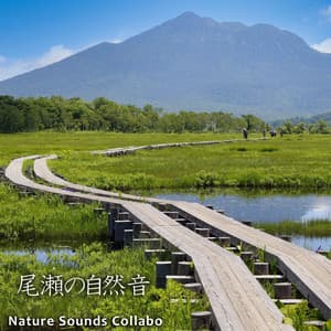 Nature Sounds Ozegahara in Japan - Nature Sounds Collabo