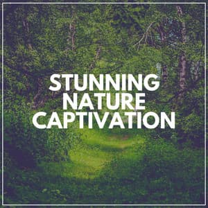 Stunning Nature Captivation - The Forest Escape