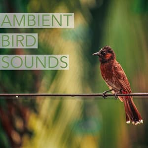Ambient Bird Sounds - Bird Sounds Ambience