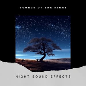 Night Sound Effects - Sounds of the Night