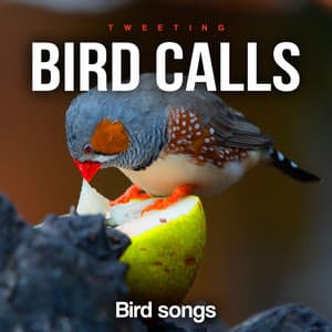 Tweeting Bird Calls - Bird Songs
