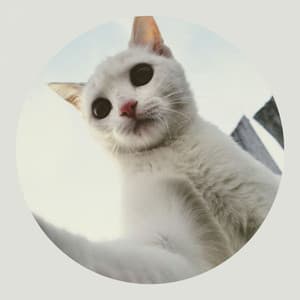 Bgm for Afternoon Cats - Cat Sleeping Music Project