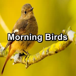 Morning Birds - Nature Bird Sounds