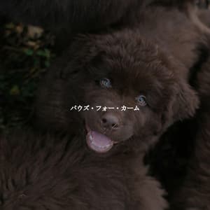 パウズ・フォー・カーム - Light Dinner Music