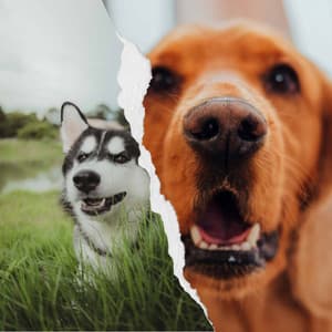 Music for Doggy Bedtime - Relaxing Dog Music Society