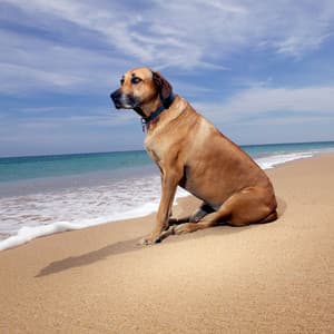 Gentle Tide: Ambient Oceanscapes for Dogs - Dog Calming Music