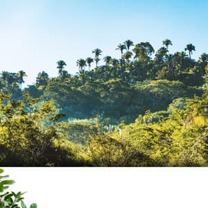 Naturschlafgeräusche: Dschungelsymphonie - Relajacion
