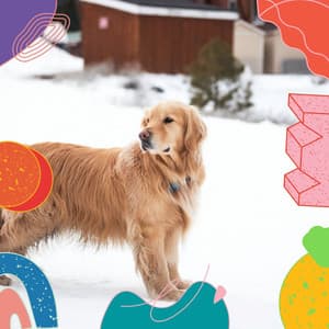 Echoes of Time With Pups - Music For Pets