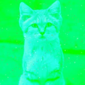 Echoes of Comfortable with Cats - Calming Music for Cats