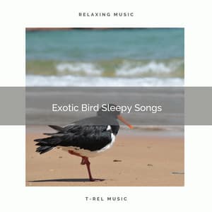 2021 New: Exotic Bird Sleepy Songs - Sleep Tribe