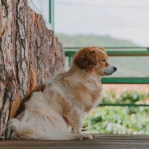 Music for Joyous Hounds - Chill My Pooch