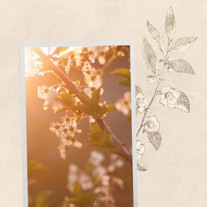 Brilliant Background Music for Smooth Chilled Days - Restaurante Jazz Colecciones