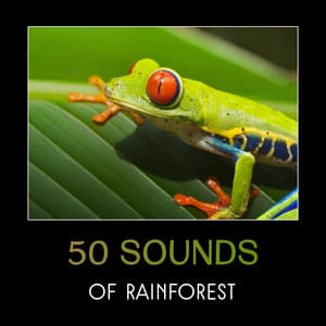 50 Sounds of Rainforest – Relaxing Energy of Nature, Healing Sounds of Birds, Rain, Crickets, Owls, Frogs, Wind and River - Mothers Nature Music Academy