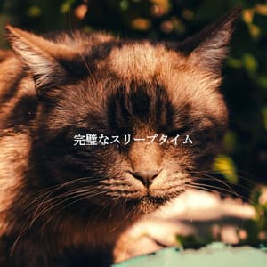 完璧なスリープタイム - Light Dinner & Jazz