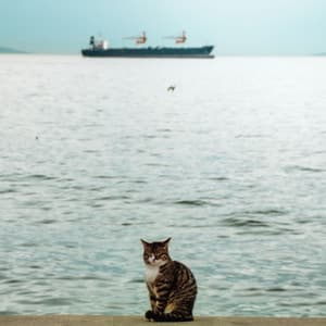 Eternal Ocean Cat Haven: Beachside Bliss for Kittens - Oceans and Oceans