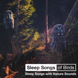 Sleep Songs of Birds - Sleep Songs with Nature Sounds