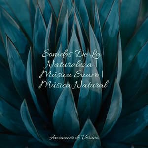 Sonidos De La Naturaleza | Música Suave | Música Natural - Bedtime Baby