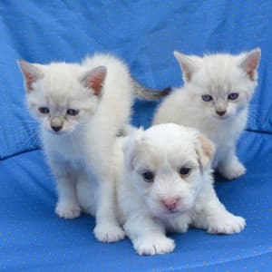 Harmonic Paws: Pet Serenity Relaxation Soundscape - Music for Pets Library