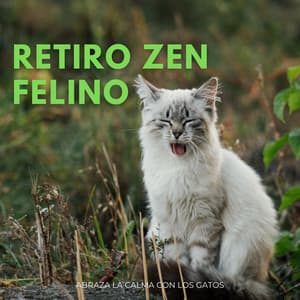 Retiro Zen Felino: Abraza La Calma Con Los Gatos - Camino del pino