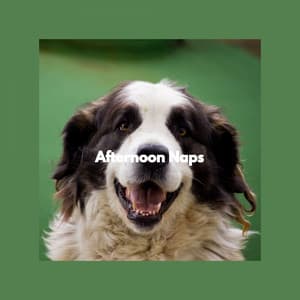 Afternoon Naps - Relaxing Dogs