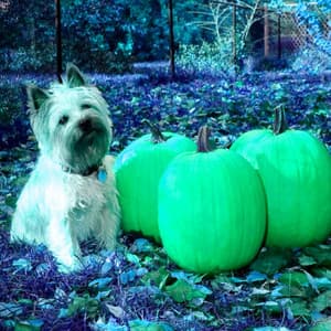 Music for Doggy Day - Jazz Quintet - Relax My Puppy