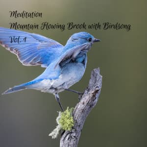 Meditation: Mountain Flowing Brook with Birdsong Vol. 1 - Outdoor Field Recorders