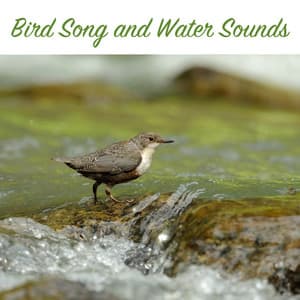 Bird Song and Water Sounds - Bird and Nature Sounds