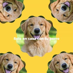 Solo en casa con tu perro - Chilled Morning Music