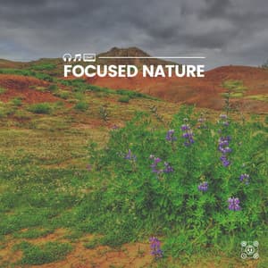 Focused Nature - Soothing Nature Sounds
