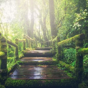 Relaxation Songs | Zen Relaxation - Massagem Coleção de Músicas
