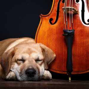 Orchestra Of Furry Companions: A Symphony For Dogs - Jason Humphries