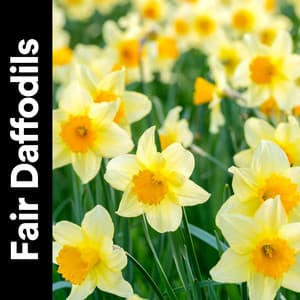 Fair Daffodils - Mother Nature Recordings