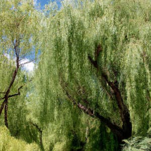 Whispering Willows - Asian Lofi