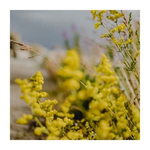 Let the Dreams Begin - The Dream Sleep Collective