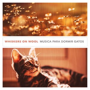 Whiskers on Wool - Música para dormir Gatos