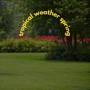 tropical weather spring music - Morning Coffee Playlist