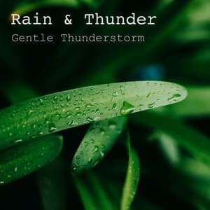 Gentle Thunderstorm - Rain & Thunder