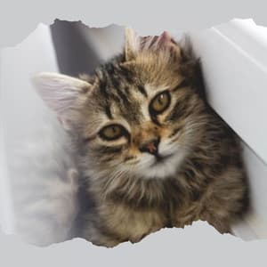 Feelings for Lonely Cat - Cats Music Den