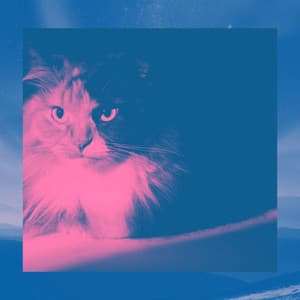 Astounding Music for Afternoon and Cats - Harmonica Solo - Calming Music for Cats