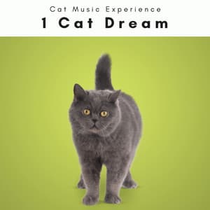 1 Cat Dream - Cat Music Experience