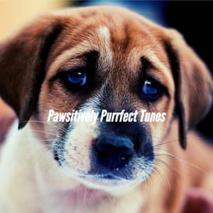 Pawsitively Purrfect Tunes - Dog Jazz Music