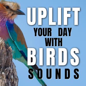 Uplift Your Day with Birds Sounds - Bird Songs