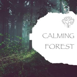 Calming Forest - Natural Spirit