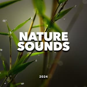 Nature Sounds 2024 - ASMR Rain Sounds